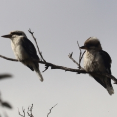 Dacelo novaeguineae (Laughing Kookaburra) at Belconnen, ACT - 6 Aug 2023 by patrick25