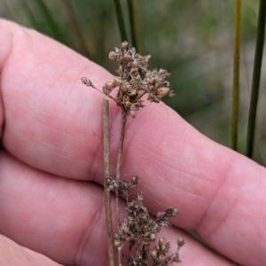 Juncus sp. at Tuggeranong, ACT - 14 Oct 2023 09:50 AM