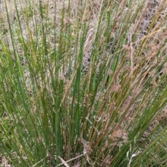 Juncus sp. at Tuggeranong, ACT - 14 Oct 2023 09:50 AM