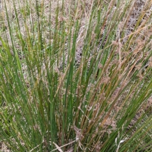 Juncus sp. at Tuggeranong, ACT - 14 Oct 2023 09:50 AM