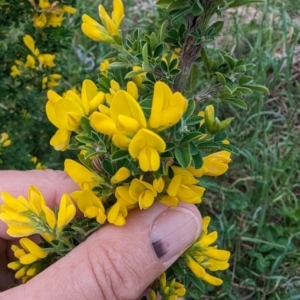 Genista monspessulana at Tuggeranong, ACT - 14 Oct 2023