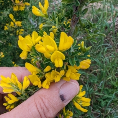 Genista monspessulana (Cape Broom, Montpellier Broom) at Tuggeranong, ACT - 13 Oct 2023 by HelenCross