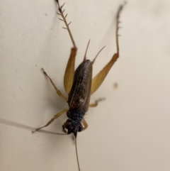 Trigonidium sp. (genus) at Jerrabomberra, NSW - 14 Oct 2023