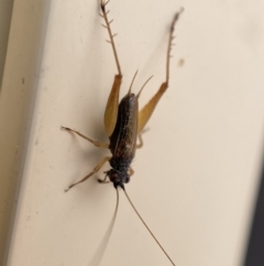 Trigonidium sp. (genus) at Jerrabomberra, NSW - 14 Oct 2023