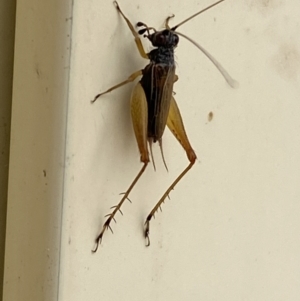 Trigonidium sp. (genus) at Jerrabomberra, NSW - suppressed