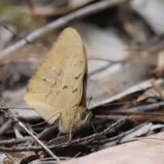Heteronympha merope (Common Brown Butterfly) at Stromlo, ACT - 13 Oct 2023 by JimL