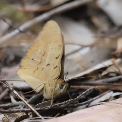 Heteronympha merope (Common Brown Butterfly) at Stromlo, ACT - 13 Oct 2023 by JimL