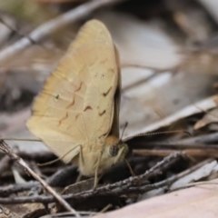 Heteronympha merope at Stromlo, ACT - 14 Oct 2023