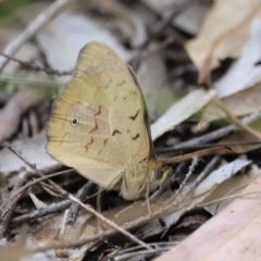 Heteronympha merope at Stromlo, ACT - 14 Oct 2023