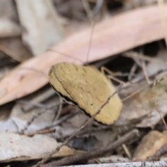 Heteronympha merope at Stromlo, ACT - 14 Oct 2023