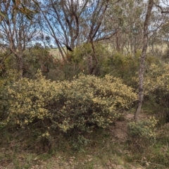 Pomaderris pallida (Pale Pomaderris) at Tuggeranong, ACT - 14 Oct 2023 by HelenCross