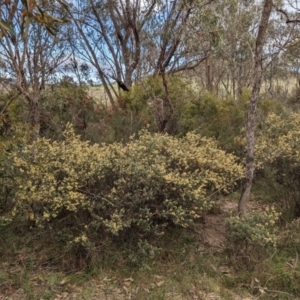 Pomaderris pallida at Tuggeranong, ACT - 14 Oct 2023