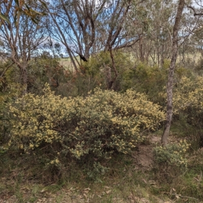 Pomaderris pallida (Pale Pomaderris) at Tuggeranong, ACT - 13 Oct 2023 by HelenCross