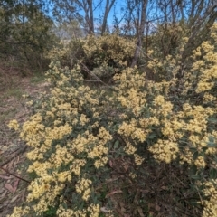 Pomaderris pallida at Tuggeranong, ACT - 14 Oct 2023