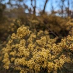 Pomaderris pallida at Tuggeranong, ACT - 14 Oct 2023