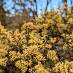 Pomaderris pallida at Tuggeranong, ACT - 14 Oct 2023