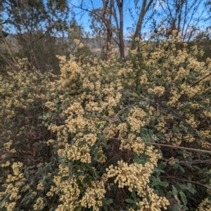 Pomaderris pallida at Tuggeranong, ACT - 14 Oct 2023