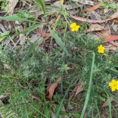 Hibbertia calycina (Lesser Guinea-flower) at Tuggeranong, ACT - 14 Oct 2023 by HelenCross