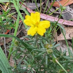 Hibbertia calycina at Tuggeranong, ACT - 14 Oct 2023