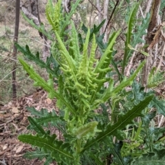 Senecio hispidulus (Hill Fireweed) at Tuggeranong, ACT - 13 Oct 2023 by HelenCross