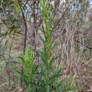 Senecio hispidulus at Tuggeranong, ACT - 14 Oct 2023