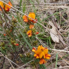 Pultenaea procumbens (Bush Pea) at Tuggeranong, ACT - 14 Oct 2023 by HelenCross