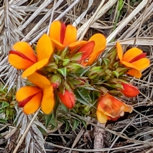 Pultenaea procumbens at Tuggeranong, ACT - 14 Oct 2023 10:19 AM