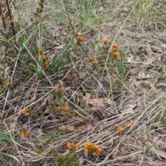 Pultenaea procumbens at Tuggeranong, ACT - 14 Oct 2023 10:19 AM