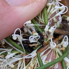 Mordella sp. (genus) (Pintail or tumbling flower beetle) at Tuggeranong, ACT - 14 Oct 2023 by HelenCross