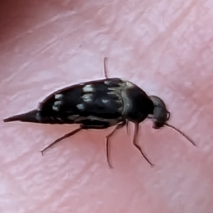 Mordella sp. (genus) at Tuggeranong, ACT - 14 Oct 2023