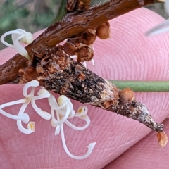 Conoeca guildingi (A case moth) at Tuggeranong, ACT - 14 Oct 2023 by HelenCross