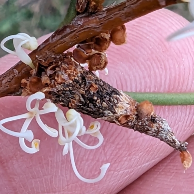 Conoeca guildingi (A case moth) at Tuggeranong, ACT - 13 Oct 2023 by HelenCross