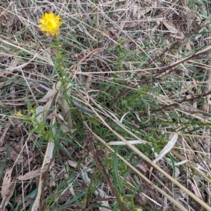 Xerochrysum viscosum at Tuggeranong, ACT - 14 Oct 2023