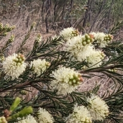 Melaleuca parvistaminea (Small-flowered Honey-myrtle) at Tuggeranong, ACT - 13 Oct 2023 by HelenCross