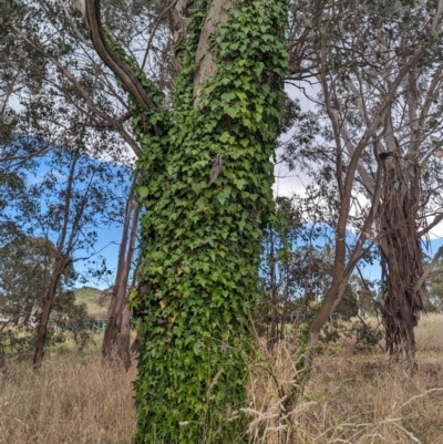 Hedera helix (Ivy) at Kambah, ACT - 13 Oct 2023 by HelenCross