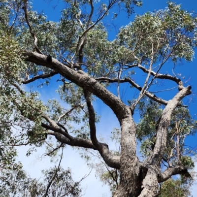 Eucalyptus bridgesiana (Apple Box) at Deakin, ACT - 14 Oct 2023 by Steve818