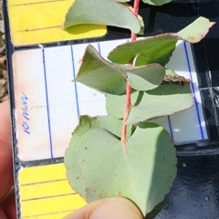 Eucalyptus bridgesiana at Deakin, ACT - 14 Oct 2023