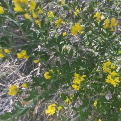 Genista monspessulana (Cape Broom, Montpellier Broom) at Scullin, ACT - 14 Oct 2023 by natureguy
