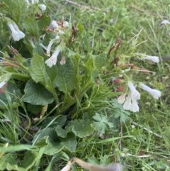 Symphytum officinale at Wamboin, NSW - 9 Oct 2023 06:29 PM