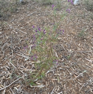 Comesperma ericinum at Wamboin, NSW - 3 Oct 2023