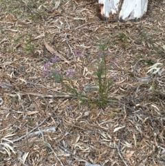 Comesperma ericinum at Wamboin, NSW - 3 Oct 2023