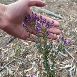 Comesperma ericinum at Wamboin, NSW - 3 Oct 2023