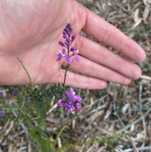 Comesperma ericinum at Wamboin, NSW - 3 Oct 2023