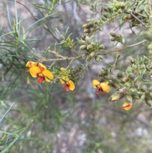Dillwynia phylicoides at Wamboin, NSW - 30 Sep 2023