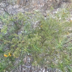 Dillwynia phylicoides at Wamboin, NSW - 30 Sep 2023