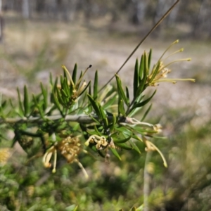 Grevillea juniperina subsp. sulphurea at Jerangle, NSW - 14 Oct 2023