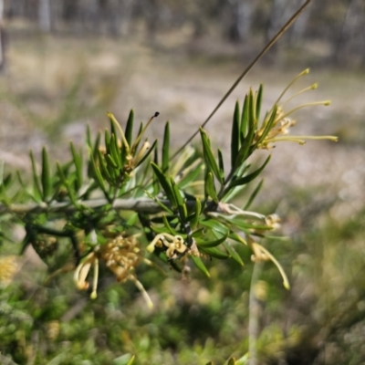 Grevillea juniperina subsp. sulphurea at Jerangle, NSW - 14 Oct 2023 by Csteele4