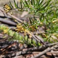 Grevillea juniperina subsp. sulphurea at Jerangle, NSW - 14 Oct 2023 01:04 PM