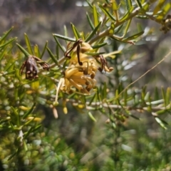 Grevillea juniperina subsp. sulphurea at Jerangle, NSW - 14 Oct 2023