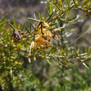 Grevillea juniperina subsp. sulphurea at Jerangle, NSW - 14 Oct 2023